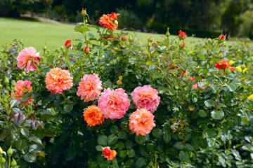 Obraz premium blossoming Orange English Roses