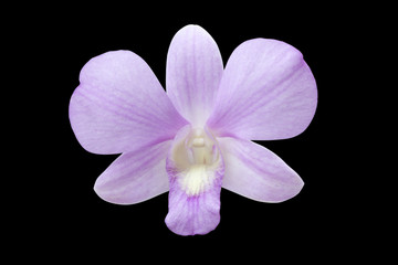 Orchid flower violet color isolated