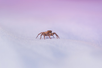 Picture macro close-up spider
