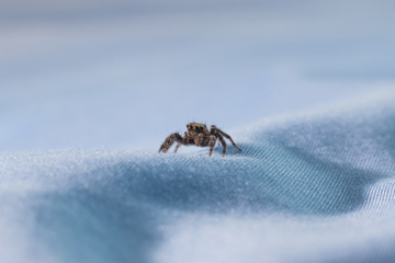 Picture macro close-up spider