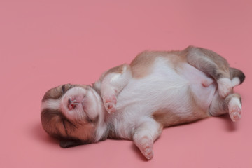 Newborn chihuahua puppy sleeping on pink background