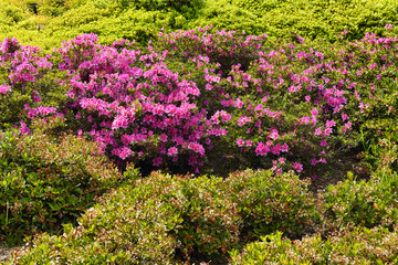 Pink azalea bush blossoming