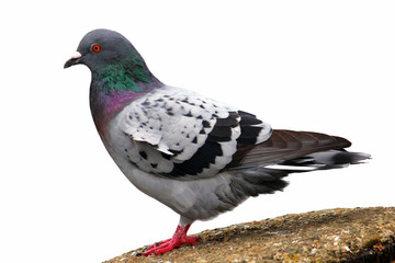 Naklejka premium Pigeon (Rock Dove) Isolated on White