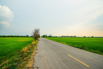 Landscape rice field with background wat thai at chachoengsao province in Thailand