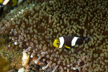 Fototapeta na wymiar Baby clownfish