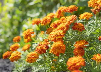 Edible flowers, marigolds in garden