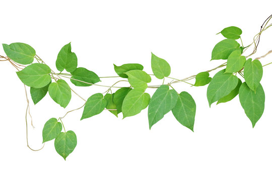 Heart-shaped green leaf climbling vines isolated on white background, clipping path included. Cowslip creeper the medicinal plant.