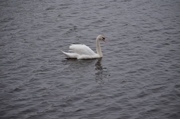 Fototapeta na wymiar Lonely swan