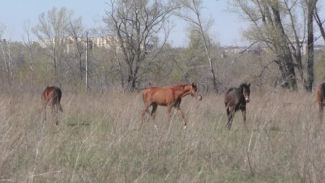 Horses on a farm in spring time