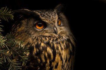 Eurasian eagle-owl