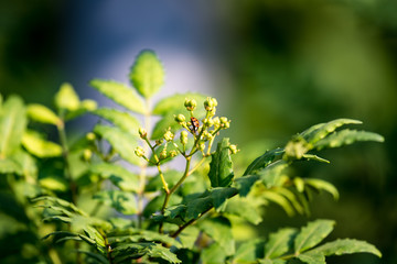 山椒の若い実とテントウムシ