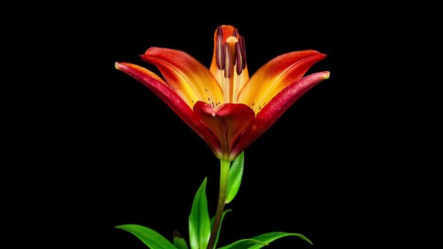 Orange yellow cancun lily flower blooming timelapse