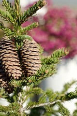 Pine cones