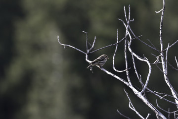Pine Siskin