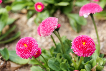 English daisy flowers
