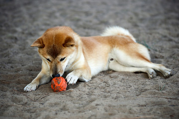 Playful Shiba Inu