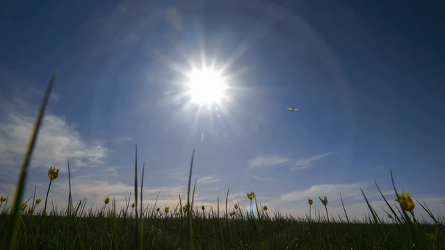 Northern Kazakhstan, Torgay steppe. Wild tulips in a sunny meadow on background sky. The sun. The steppe comes to life in the spring.