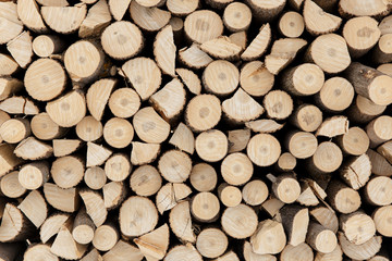 Pine logs in the forest, Firewood as a renewable energy source