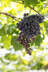 fresh grapes in vineyard