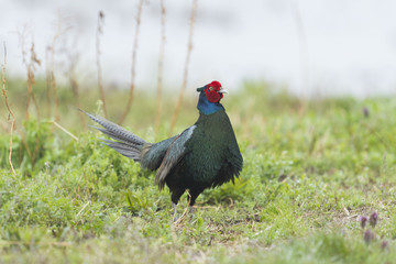 キジ雄(common pheasant)