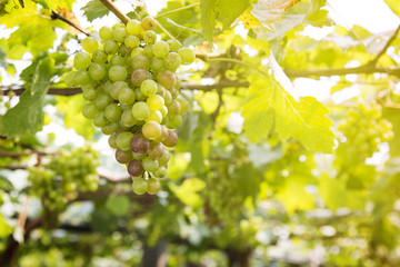 fresh grapes in vineyard