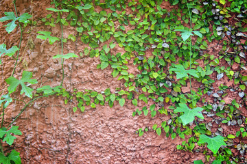 The stems of the ivy creep along the stone wall.