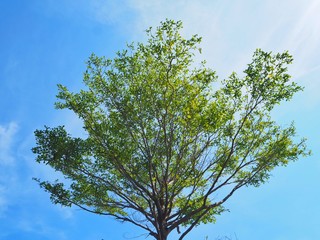 The Tree and Sunshine