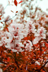 Красная весна. Цветение вишни