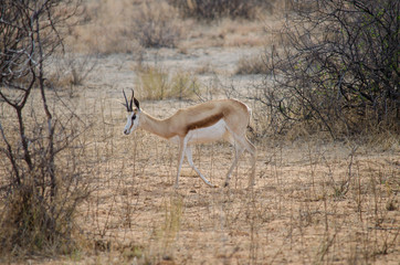 Nature in Africa