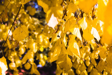 Autumnal yellow leaves  on a branch in bright side lit sunilght during fall