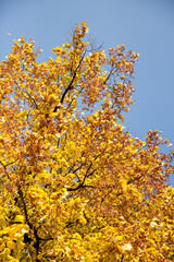 Brightly coloured yellow leaves on a tree with a blue sky background.