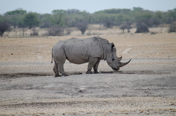 Fototapeta premium Nature in Africa