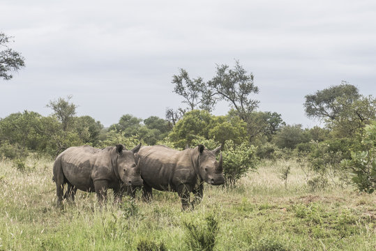 White Rhino in the bushveld