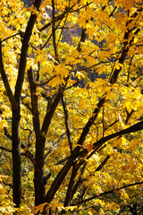 Brightly coloured yellow leaves on a tree with dark branches.