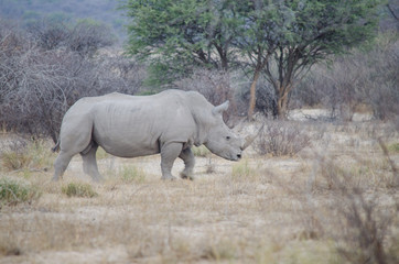 Fototapeta premium Nature in Africa