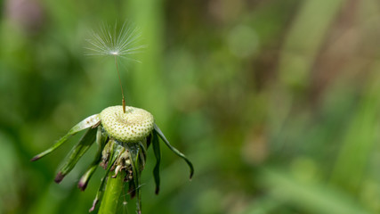 Last seed of a blown dandelion standing in the sun