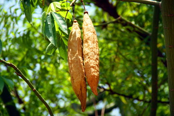 Fototapeta premium SILK COTTON POD