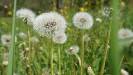 Pusteblume