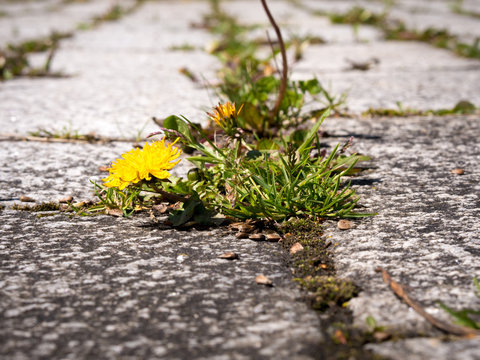 closeup of weeds growing and sprouting between gaps on courtyard