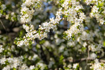 Detail of blossom cherry tree
