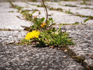 weeds bevor weeding on a blowzy courtyard