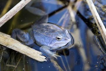 Blue colored moor frog with caviar in the wild