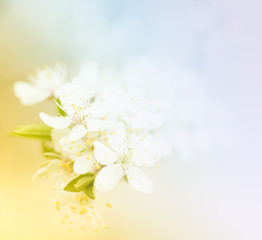 Abstract spring seasonal background with white flowers, natural easter floral image with copy space