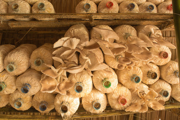 Mushroom Cultivation house, Oyster Mushroom or Indian Oyster, Phoenix Mushroom.