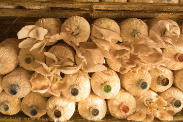 Mushroom Cultivation house, Oyster Mushroom or Indian Oyster, Phoenix Mushroom.