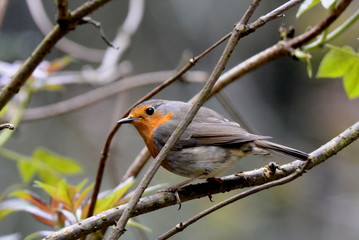 Rotkehlchen