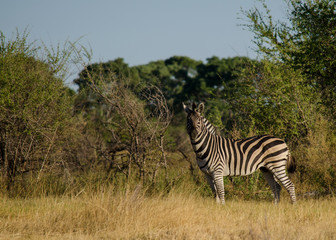 Fototapeta premium Nature in Africa
