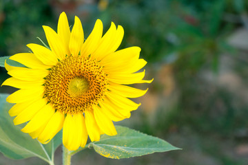 nature,flower,close up