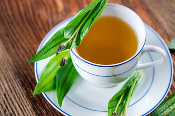 Tee aus Spitzwegerich - Wildkräuter - Heilkraut - Homöopathie