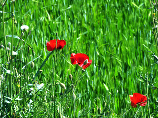 coquelicots sur tapis vert